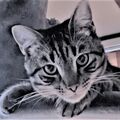 Das ist Filou2, der mir bei
meiner Trauer hilft.