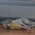 Dies war mein letztes Bild von dir...