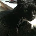 Mein Teufel 1999 - 25. Feb. 2017