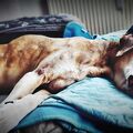 Coolster Hund ever