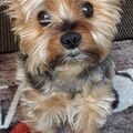 Meine Lilly,schon 1 Jahr ohne dich.Ich vermisse dich mein Baby .