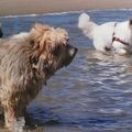 Crosby und Gwenny auf Texel 