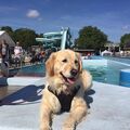 Monti Golden Retriever