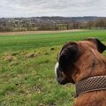 Laufrunde im Wald, wir haben die Schwäne auf dem Feld beobachtet