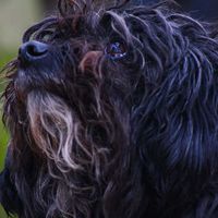 Trixy , mein größter Engel. Mein Seelenhund !