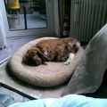 Schnuffi 