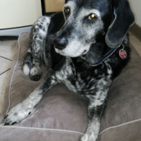 Fred - 13 Jahre alt
