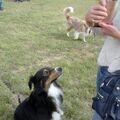 beim Hundetreff 2015