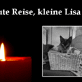Gute Reise zu den Sternen, kleine Lisa ❤