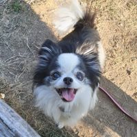Unser voretzter gemeinsamer Spaziergang mit dir ♡ In Erinnerung