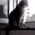 Mimi 2015