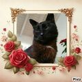 Bennylein ❤ Sonjas geliebter Seelenkater 