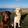 Geliebt und unvergessen unsere Seelenhunde 
Mona und Paul 