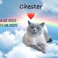 Katze im Himmel