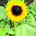 Immer wenn die Sonne auf diese Blume strahlt .Denke ich an dich.