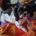 Mogli unser kleiner Schatz du fehlst uns so sehr. Mama und Papa.
