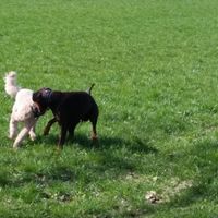 Deine große Liebe! Unsere Pudeline Gisa!