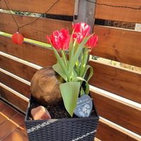 Urne im Blumentopf