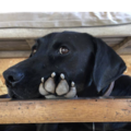 Jack