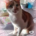 Mein Seelenkater Jax 
