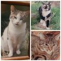 Links:Krümmel; o.rechts Lara; u. rechts Lucy.
