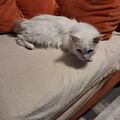 Sammy 18 Jahre
