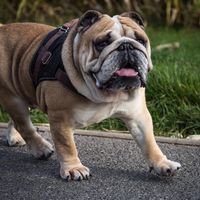 Bully