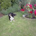 Artax, genannt Bubele,
auch ein Australian Shepherd wie Kayla