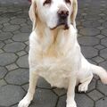 Mein Seelenhund 