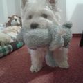 Ein Hund ist ein Herz auf vier Pfoten. Lili