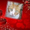 Sternenprinz Elvis ❤