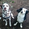 Pongo und Balou ❤️???? 