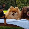 Dotty Pummi und Diego
Sommer 2017