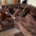 Meine beiden Boxerjungs dicht bei mir, li. Monty, ob. Mogli