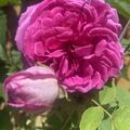Eine schöne Rose ❤️aus Lillis ❤️Garten für den lieben B
