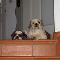 Missy und Hippo
