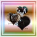 Bella, Roxy, Sunny