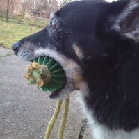 sein lieblingsball