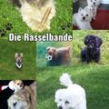 Rasselbande ❤️