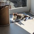 Henry 11Jahre  , am 24.03.2025 lief er über die Regenbogenbrück