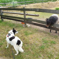 Bekanntschaft mit dem Pony