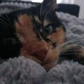Grelley freut sich sicherlich auf einen neuen Kuschelkameraden..?