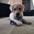 Kira