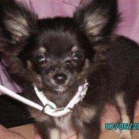 Baby 2008