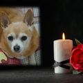 Mein für immer vermisster Herz-König ☆♡JIMMY ♡☆