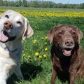 Geliebt und unvergessen unsere Seelenhunde 
Paul und Mona
