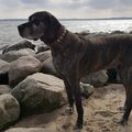 Chayenne am Timmendorfer Strand .Es war sooo schön Prinzessin 