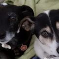 ❤️Tinka ♥️ Ginga ♥️ 
Liebe euch für immer ♥️♥