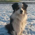 Unser Seelenhund