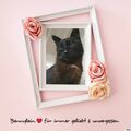 Bennylein ❤ Sonjas geliebter Seelenkater 
